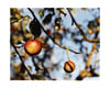 Church Lane, Apples
