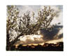 Oakington Road, Apple Tree