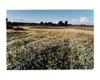 Long Drove, Corn Chamomile