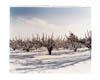 Oakington Road, Pear Orchard