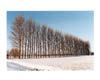 Oakington Road, Poplars