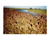 Old West River, Teasels